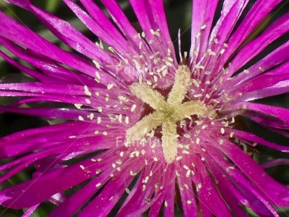 Fair Trade Photo Closeup, Colour image, Day, Flower, Horizontal, Nature, Outdoor, Peru, Purple, South America