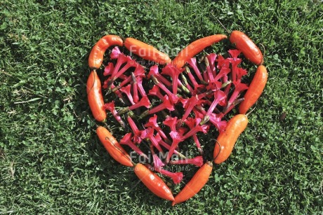 Fair Trade Photo Colour image, Day, Flower, Food and alimentation, Fruits, Grass, Heart, Horizontal, Love, Orange, Outdoor, Peru, Pink, South America, Valentines day