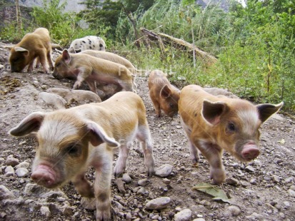 Fair Trade Photo Animals, Baby, Birth, Colour image, Cute, Horizontal, Nature, Outdoor, People, Peru, Pig, South America, Together