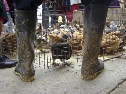 Fair Trade Photo Agriculture, Animals, Chicken, Colour image, Day, Horizontal, Low angle view, Market, Outdoor, Peru, Rural, South America