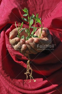 Fair Trade Photo Care, Colour image, Day, Environment, Green, Growth, Hand, Nature, Outdoor, Peru, Plant, Red, Responsibility, South America, Spirituality, Sustainability, Values, Vertical, Wellness