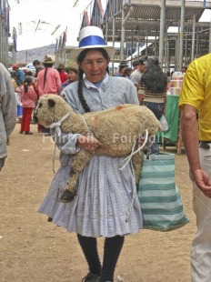 Fair Trade Photo 40-45 years, Activity, Animals, Carrying, Clothing, Colour image, Day, Ethnic-folklore, Funny, Hat, Latin, Market, One woman, Outdoor, People, Peru, Rural, Sheep, Shopping, South America, Traditional clothing, Vertical