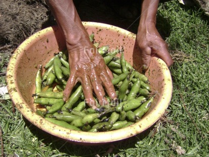 Fair Trade Photo Activity, Agriculture, Colour image, Cooking, Fair trade, Food and alimentation, Green, Hand, Health, Horizontal, Nature, Outdoor, People, Peru, Portrait halfbody, South America, Work