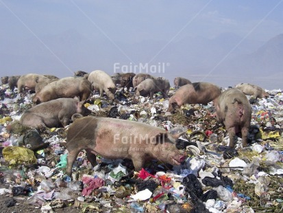 Fair Trade Photo Activity, Animals, Colour image, Day, Eating, Environment, Garbage, Garbage belt, Health, Horizontal, Hygiene, Outdoor, Peru, Pig, Recycle, Sanitation, South America, Sustainability, Values