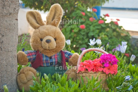 Fair Trade Photo Animals, Birthday, Bucket, Colour image, Congratulations, Flower, Friendship, Get well soon, Grass, Green, Love, Mothers day, Outdoor, Peluche, Peru, Rabbit, Sorry, South America, Thinking of you, Valentines day