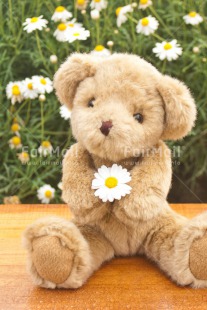 Fair Trade Photo Animals, Bear, Birthday, Colour image, Congratulations, Flower, Friendship, Get well soon, Grass, Green, Love, Mothers day, Outdoor, Peluche, Peru, Sorry, South America, Teddybear, Thinking of you, Valentines day