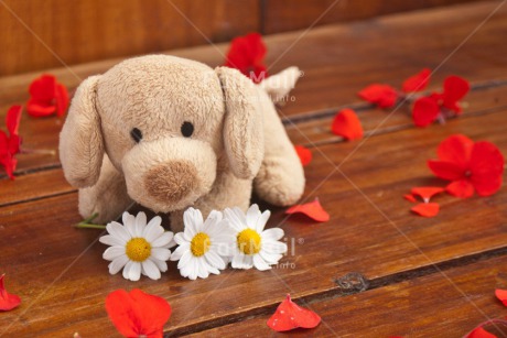 Fair Trade Photo Animals, Birthday, Colour image, Congratulations, Daisy, Dog, Flower, Friendship, Get well soon, Love, Mothers day, Peluche, Peru, Red, Sorry, South America, Thinking of you, Valentines day, Wood