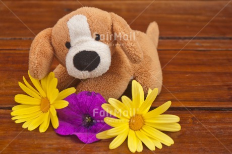 Fair Trade Photo Animals, Birthday, Colour image, Congratulations, Dog, Flower, Friendship, Get well soon, Love, Mothers day, Peluche, Peru, Purple, Sorry, South America, Thinking of you, Valentines day, Wood, Yellow