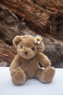 Fair Trade Photo Animals, Bear, Birthday, Colour image, Congratulations, Daisy, Flower, Friendship, Get well soon, Love, Mothers day, Peluche, Peru, Sorry, South America, Teddybear, Thinking of you, Valentines day, Wood