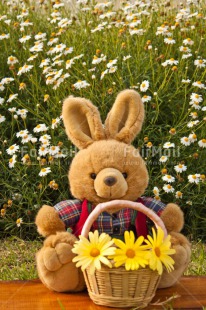 Fair Trade Photo Animals, Birthday, Bucket, Colour image, Congratulations, Flower, Friendship, Get well soon, Grass, Green, Love, Mothers day, Outdoor, Peluche, Peru, Rabbit, Sorry, South America, Thinking of you, Valentines day