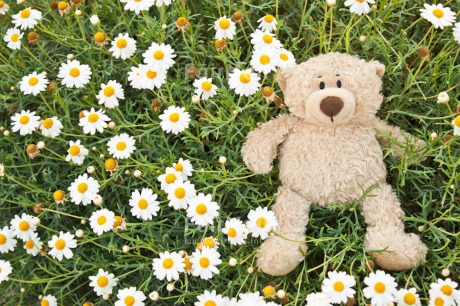 Fair Trade Photo Animals, Bear, Birthday, Colour image, Congratulations, Daisy, Flower, Friendship, Get well soon, Grass, Green, Love, Mothers day, Outdoor, Peluche, Peru, Sorry, South America, Teddybear, Thinking of you, Valentines day