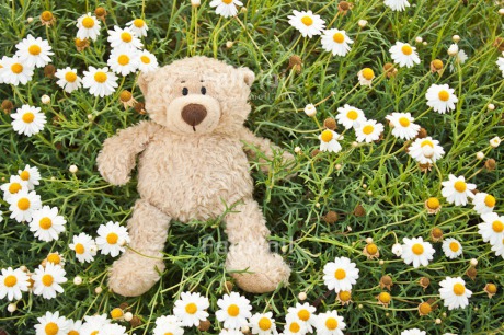 Fair Trade Photo Animals, Bear, Birthday, Colour image, Congratulations, Daisy, Flower, Friendship, Get well soon, Grass, Green, Love, Mothers day, Outdoor, Peluche, Peru, Sorry, South America, Teddybear, Thinking of you, Valentines day