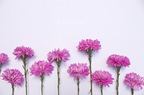 Fair Trade Photo Background, Birthday, Colour image, Condolence-Sympathy, Fathers day, Flower, Friendship, Get well soon, Horizontal, Peru, Petals, Purple, Sorry, South America, Thank you, Thinking of you, Valentines day, White