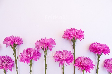 Fair Trade Photo Background, Birthday, Colour image, Condolence-Sympathy, Fathers day, Flower, Friendship, Get well soon, Horizontal, Peru, Petals, Purple, Sorry, South America, Thank you, Thinking of you, Valentines day, White