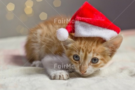 Fair Trade Photo Activity, Adjective, Animals, Cat, Celebrating, Christmas, Christmas decoration, Christmas hat, Colour, Horizontal, Light, Nature, Object, People, Present, Puppy, Red, Santaclaus