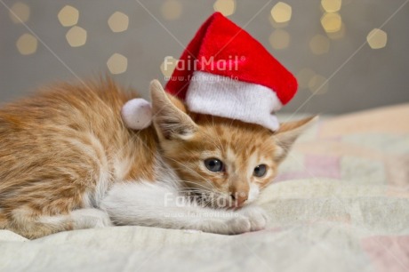 Fair Trade Photo Activity, Adjective, Animals, Cat, Celebrating, Christmas, Christmas decoration, Christmas hat, Colour, Horizontal, Light, Nature, Object, People, Present, Puppy, Red, Santaclaus
