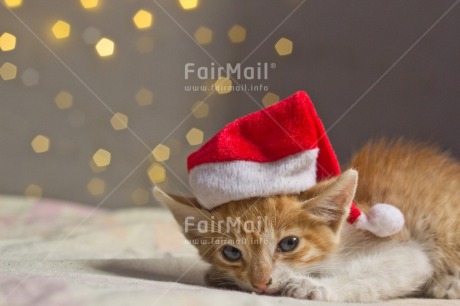 Fair Trade Photo Activity, Adjective, Animals, Cat, Celebrating, Christmas, Christmas decoration, Christmas hat, Colour, Horizontal, Light, Nature, Object, People, Present, Puppy, Red, Santaclaus