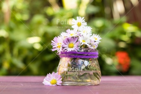 Fair Trade Photo Birthday, Congratulations, Daisy, Flower, Friendship, Get well soon, Jar, Love, Mothers day, Nature, New beginning, Object, Sorry, Thank you, Thinking of you