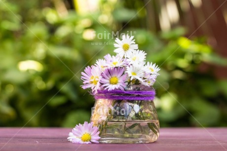 Fair Trade Photo Birthday, Congratulations, Daisy, Flower, Friendship, Get well soon, Jar, Love, Mothers day, Nature, New beginning, Object, Sorry, Thank you, Thinking of you