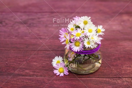 Fair Trade Photo Birthday, Congratulations, Daisy, Flower, Friendship, Get well soon, Jar, Love, Mothers day, Nature, New beginning, Object, Sorry, Thank you, Thinking of you