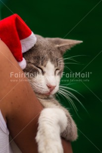 Fair Trade Photo Animal, Animals, Cat, Christmas, Christmas decoration, Christmas hat, Object, People, Santaclaus