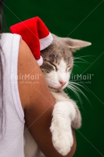 Fair Trade Photo Animal, Animals, Cat, Christmas, Christmas decoration, Christmas hat, Object, People, Santaclaus