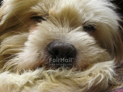 Fair Trade Photo Animals, Closeup, Colour image, Cute, Day, Dog, Funny, Horizontal, Indoor, Peru, South America