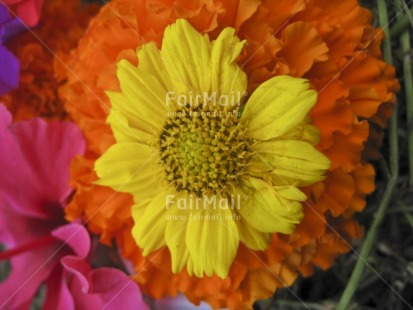 Fair Trade Photo Closeup, Colour image, Day, Flower, Food and alimentation, Fruits, Horizontal, Nature, Orange, Outdoor, Peru, Seasons, South America, Summer, Yellow