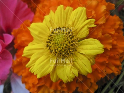 Fair Trade Photo Closeup, Colour image, Day, Flower, Horizontal, Nature, Outdoor, Peru, Seasons, South America, Summer, Yellow