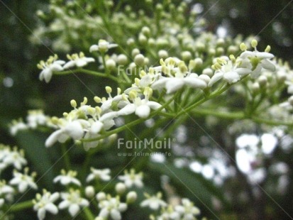 Fair Trade Photo Closeup, Colour image, Day, Flower, Forest, Garden, Green, Horizontal, Nature, Outdoor, Peru, Seasons, South America, Summer, White