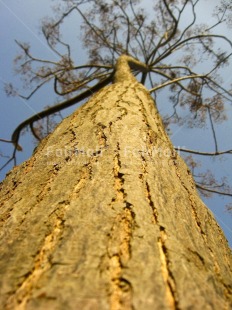 Fair Trade Photo Colour image, Day, Environment, Growth, Low angle view, Nature, Outdoor, Perspective, Peru, South America, Sustainability, Tree, Values, Vertical