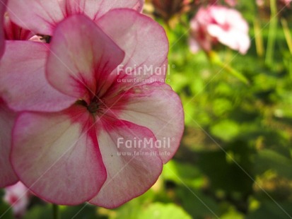 Fair Trade Photo Closeup, Colour image, Day, Flower, Garden, Horizontal, Nature, Outdoor, Peru, Pink, Seasons, South America, Summer