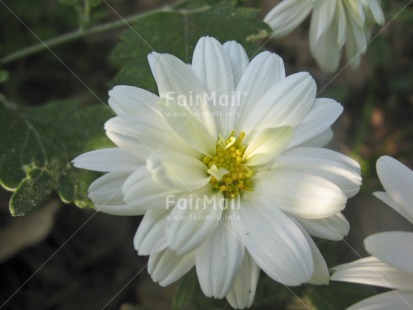 Fair Trade Photo Closeup, Colour image, Day, Flower, Horizontal, Nature, Outdoor, Peru, Seasons, South America, Summer, White