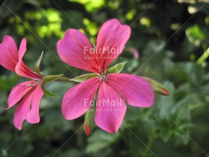 Fair Trade Photo Closeup, Colour image, Day, Flower, Green, Horizontal, Nature, Outdoor, Peru, Pink, Seasons, South America, Summer