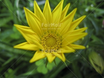 Fair Trade Photo Closeup, Colour image, Day, Flower, Green, Horizontal, Nature, Outdoor, Peru, Seasons, South America, Summer, Yellow