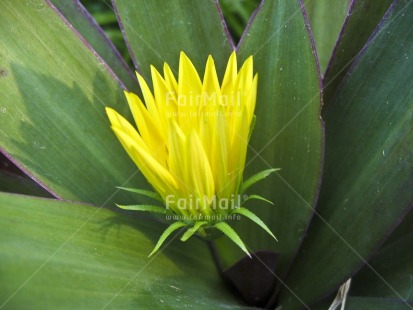 Fair Trade Photo Closeup, Colour image, Day, Flower, Green, Horizontal, Nature, Outdoor, Peru, Seasons, South America, Summer, Yellow