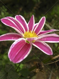 Fair Trade Photo Closeup, Colour image, Day, Flower, Forest, Garden, Green, Nature, Outdoor, Peru, Pink, Seasons, South America, Summer, Vertical