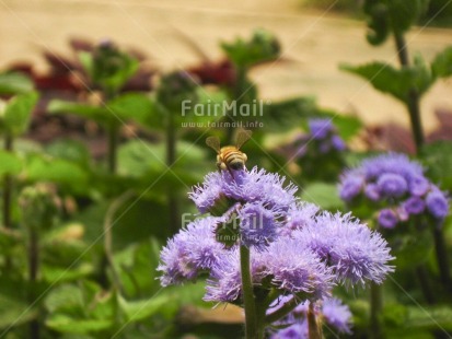 Fair Trade Photo Animals, Bee, Colour image, Day, Environment, Flower, Garden, Green, Horizontal, Insect, Nature, Outdoor, Peru, Purple, South America, Sustainability, Values