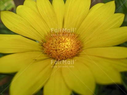 Fair Trade Photo Closeup, Colour image, Day, Flower, Focus on foreground, Garden, Horizontal, Nature, Outdoor, Peru, Seasons, South America, Summer, Yellow