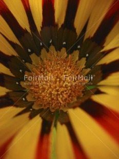 Fair Trade Photo Closeup, Colour image, Day, Flower, Focus on foreground, Nature, Outdoor, Peru, Seasons, South America, Summer, Vertical, Yellow