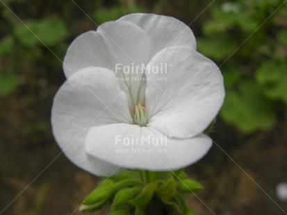 Fair Trade Photo Closeup, Colour image, Day, Flower, Horizontal, Nature, Outdoor, Peru, Seasons, South America, Summer, White