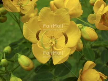 Fair Trade Photo Closeup, Colour image, Day, Flower, Green, Horizontal, Nature, Outdoor, Peru, Seasons, South America, Summer, Yellow