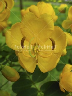 Fair Trade Photo Closeup, Colour image, Day, Flower, Nature, Outdoor, Peru, Seasons, South America, Summer, Vertical, Yellow