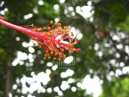 Fair Trade Photo Closeup, Colour image, Day, Flower, Food and alimentation, Fruits, Horizontal, Nature, Orange, Outdoor, Peru, Red, Seasons, South America, Summer