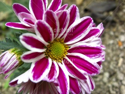 Fair Trade Photo Closeup, Colour image, Day, Flower, Horizontal, Nature, Outdoor, Peru, Pink, Seasons, South America, Summer, Yellow