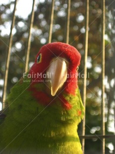 Fair Trade Photo Activity, Animals, Colour image, Day, Green, Looking at camera, Outdoor, Parrot, Peru, Red, South America, Vertical, Wildlife