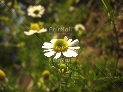 Fair Trade Photo Closeup, Colour image, Day, Flower, Forest, Garden, Green, Horizontal, Nature, Outdoor, Peru, Seasons, South America, Summer, White, Yellow