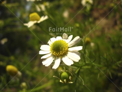 Fair Trade Photo Closeup, Colour image, Day, Flower, Forest, Garden, Green, Horizontal, Nature, Outdoor, Peru, Seasons, South America, Summer, White, Yellow