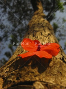 Fair Trade Photo Colour image, Day, Flower, Low angle view, Nature, Outdoor, Perspective, Peru, Red, South America, Tree, Vertical