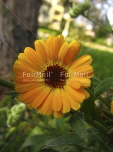Fair Trade Photo Closeup, Colour image, Day, Flower, Focus on foreground, Forest, Garden, Green, Nature, Outdoor, Peru, Seasons, South America, Summer, Tree, Vertical, Yellow